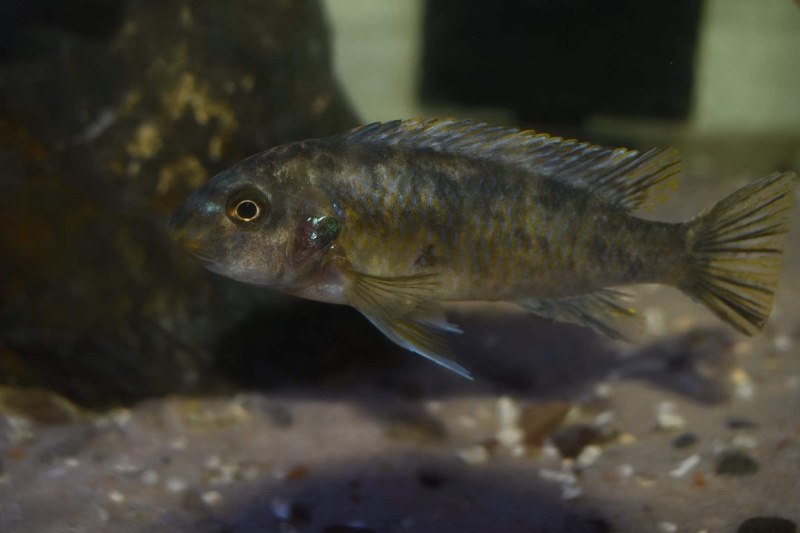 Labeotropheus fuelleborni 'Chiwi Rocks'